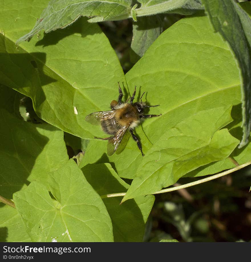 Insect, Bee, Membrane Winged Insect, Invertebrate