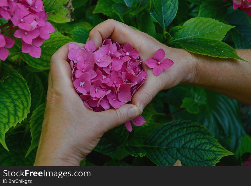 Flower, Pink, Plant, Flowering Plant