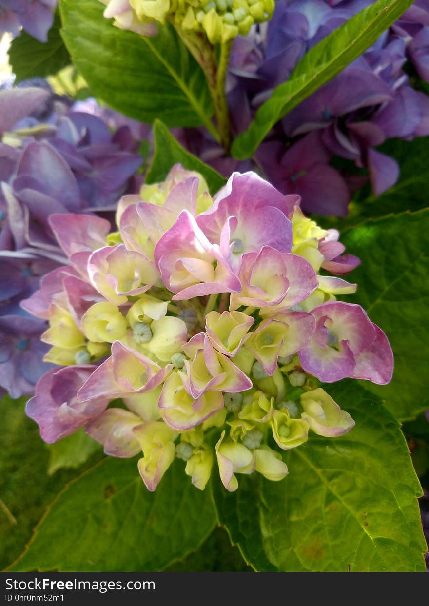 Flower, Plant, Hydrangea, Flowering Plant