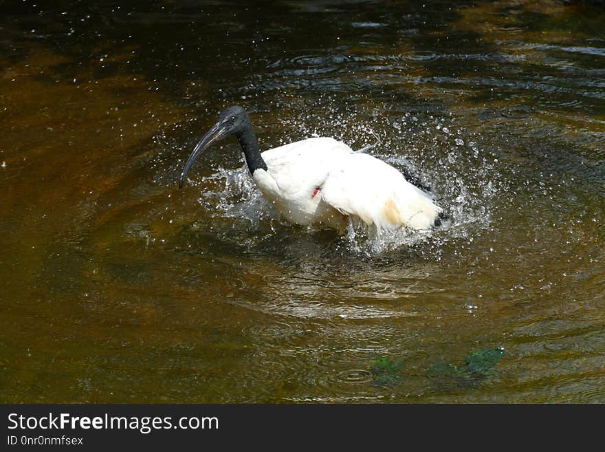 Bird, Water, Fauna, Water Bird