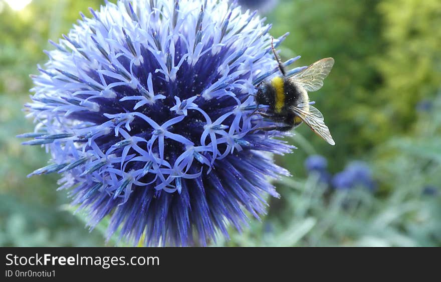 Bee, Honey Bee, Pollen, Purple