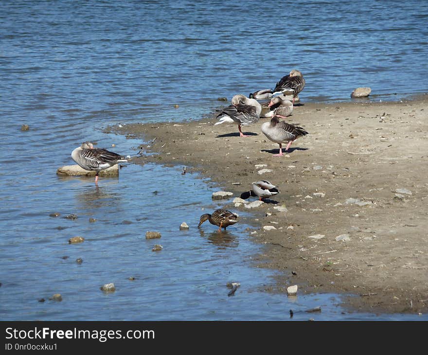 Bird, Seabird, Fauna, Water