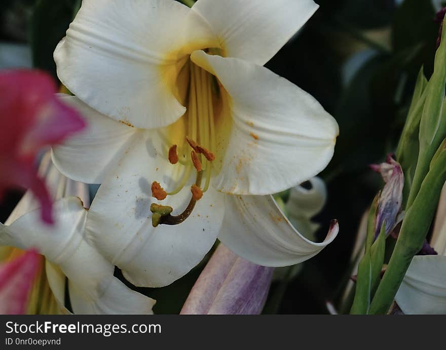 Flower, Plant, Lily, Flowering Plant