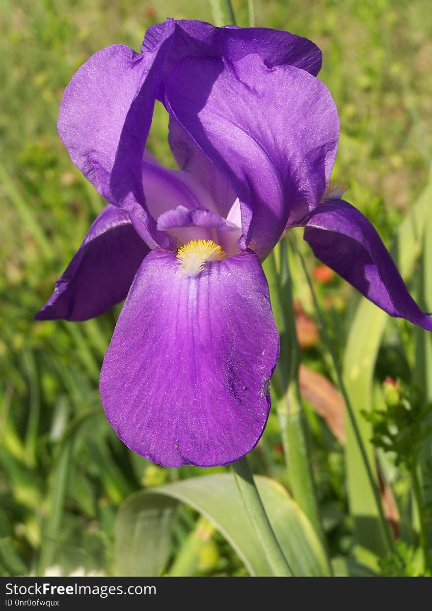 Flower, Flowering Plant, Plant, Purple