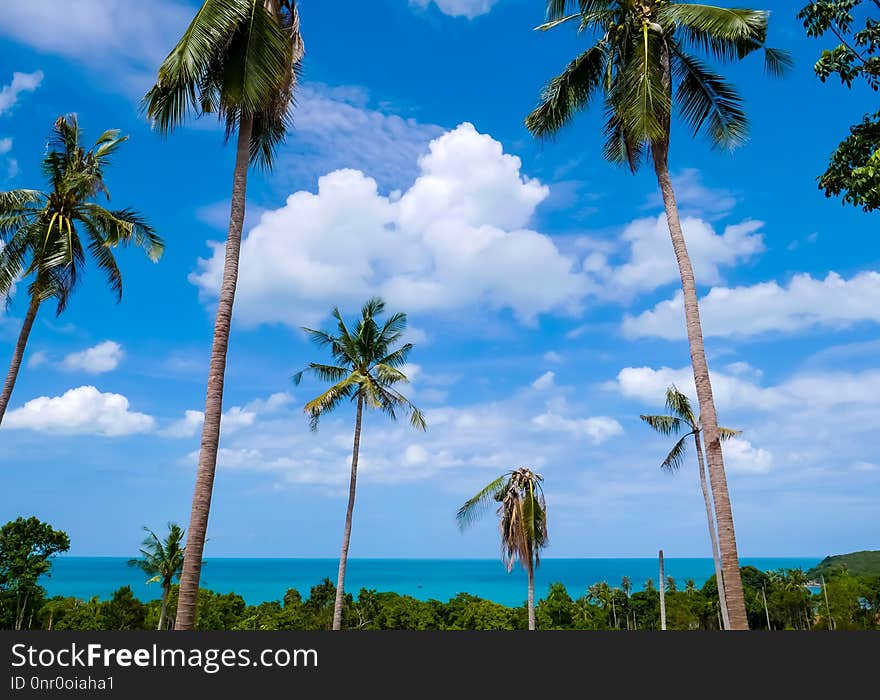 Sky, Vegetation, Tropics, Borassus Flabellifer