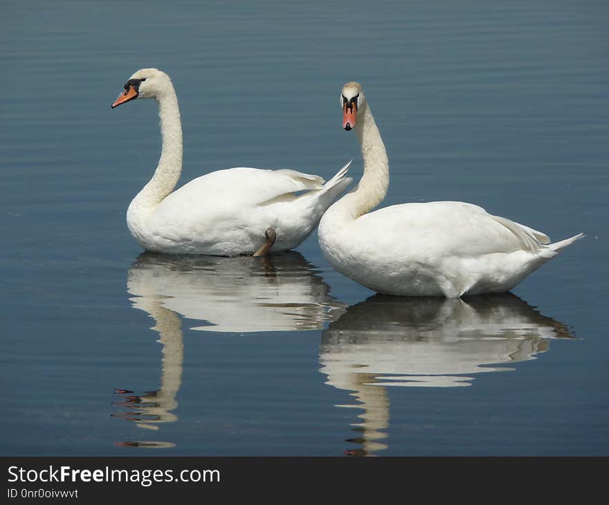 Swan, Bird, Water Bird, Ducks Geese And Swans