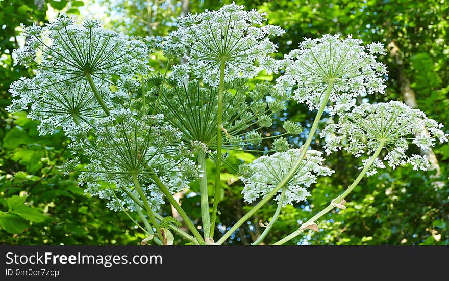 Plant, Apiales, Parsley Family, Cow Parsley