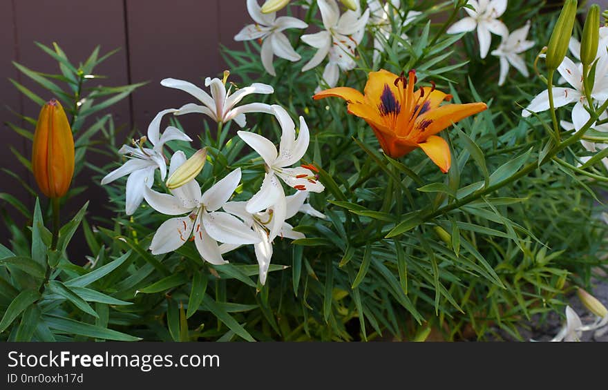 Flower, Plant, Lily, Flowering Plant