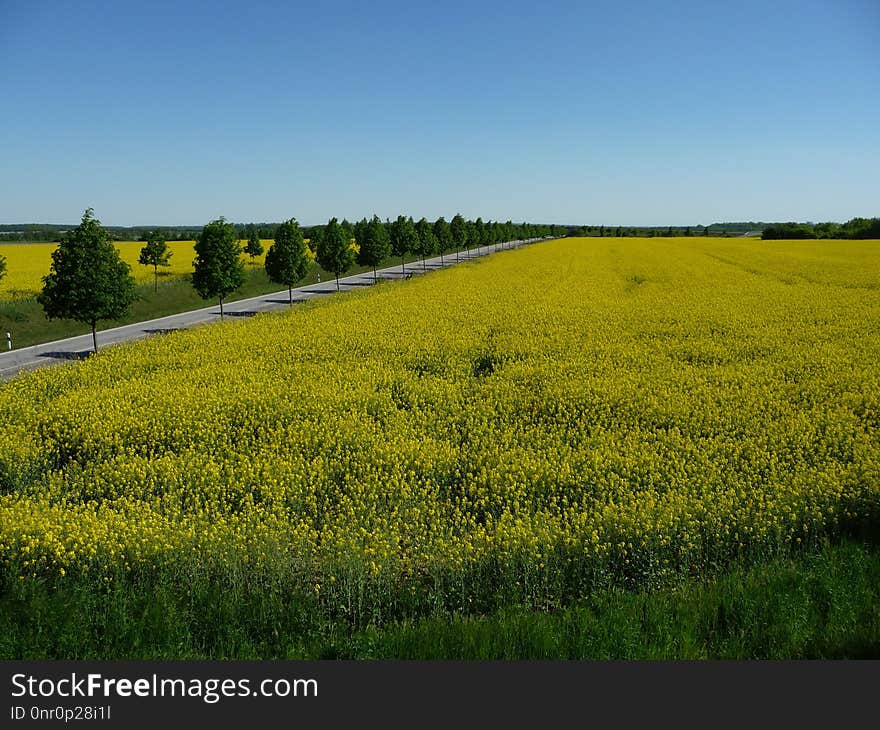 Yellow, Field, Rapeseed, Canola