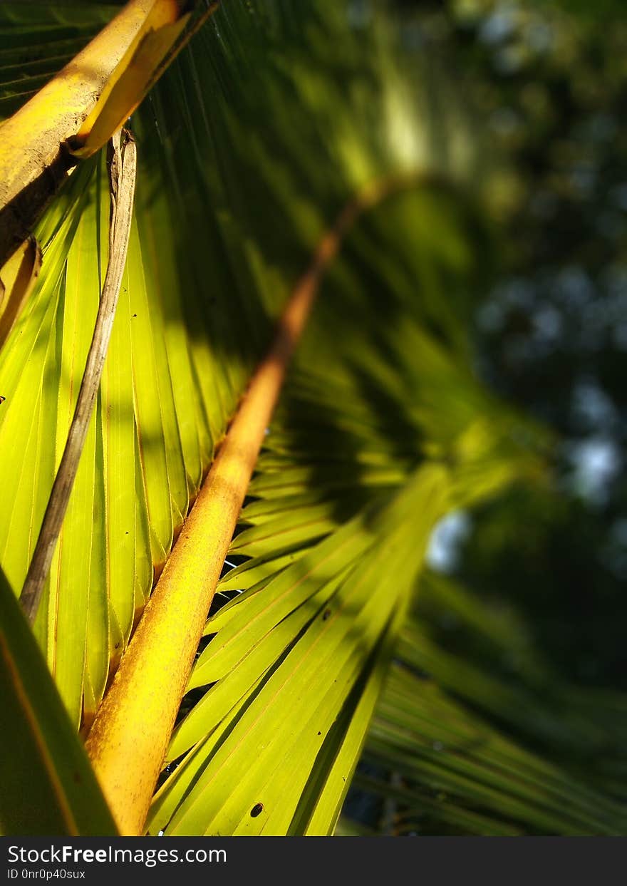 Vegetation, Leaf, Close Up, Flora