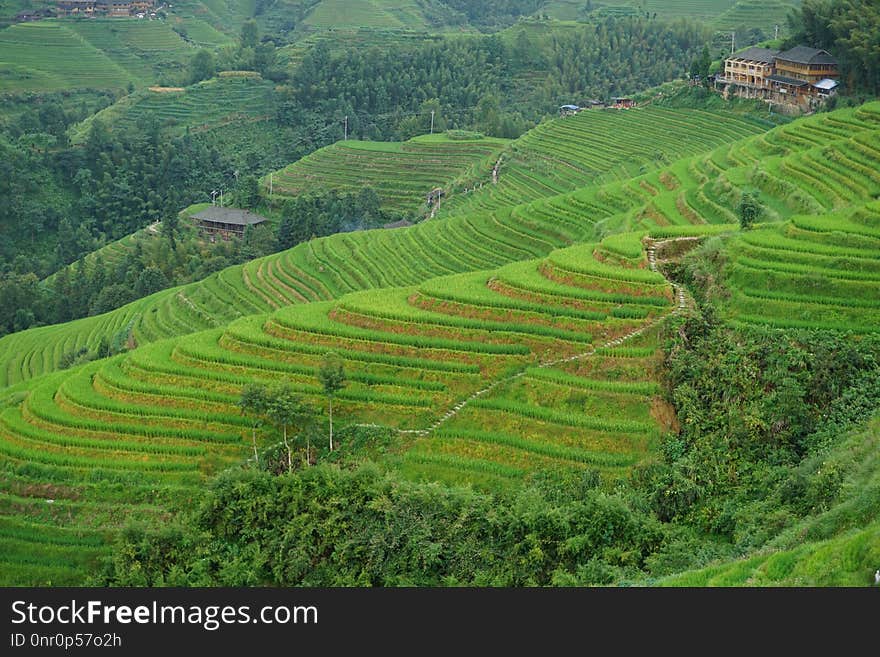 Terrace, Vegetation, Hill Station, Agriculture