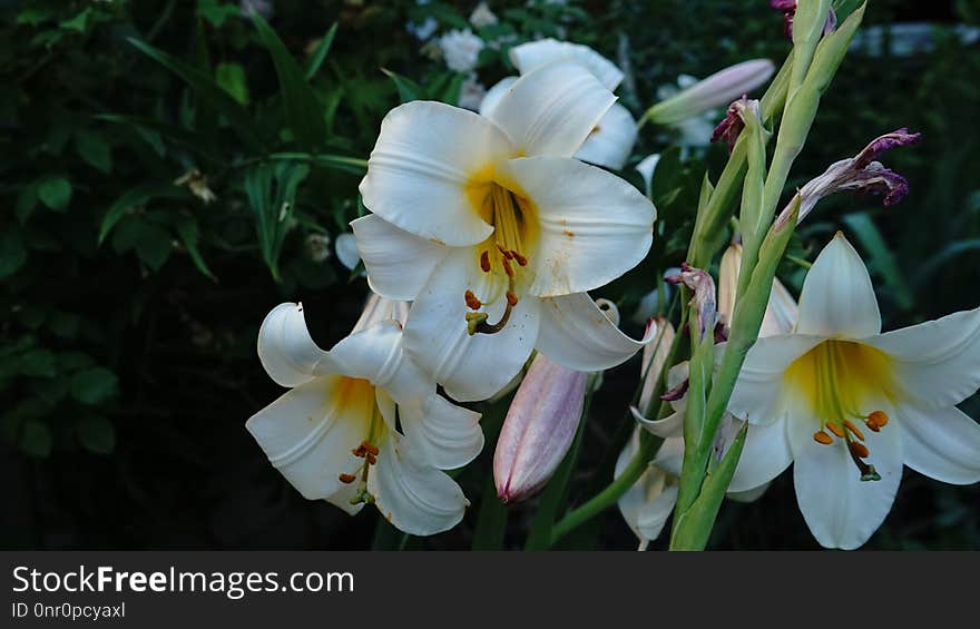 Flower, Plant, Flowering Plant, Flora