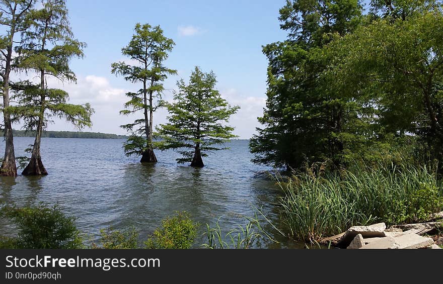 Water, Nature Reserve, Lake, Tree