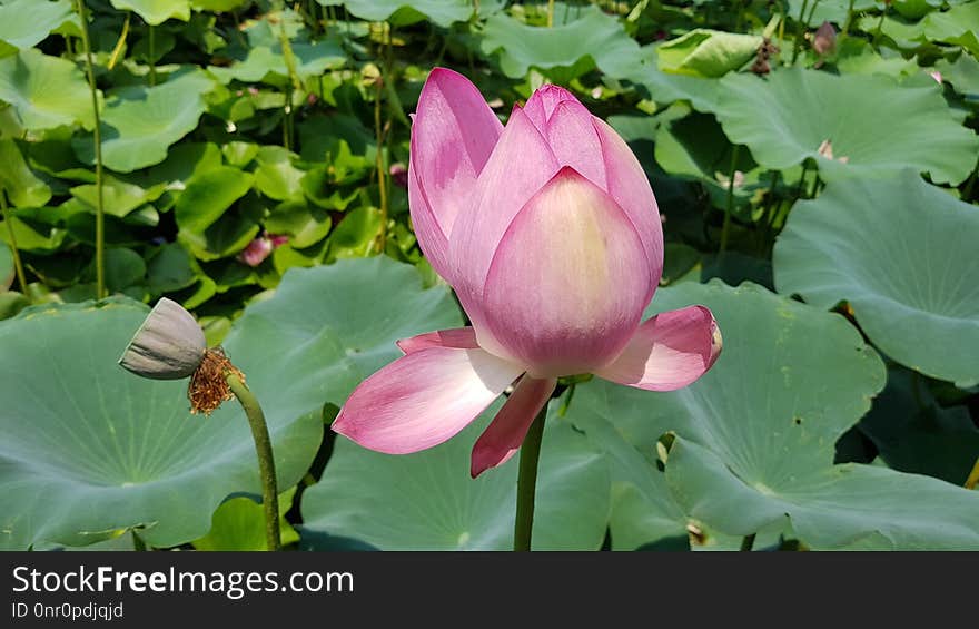 Flower, Plant, Lotus, Sacred Lotus