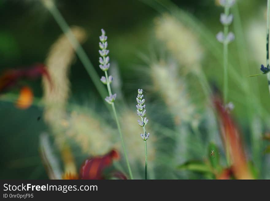 Plant, Flora, Grass Family, Close Up