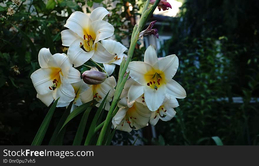 Flower, Plant, Flowering Plant, Flora