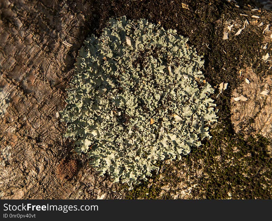 Soil, Rock, Geology, Igneous Rock