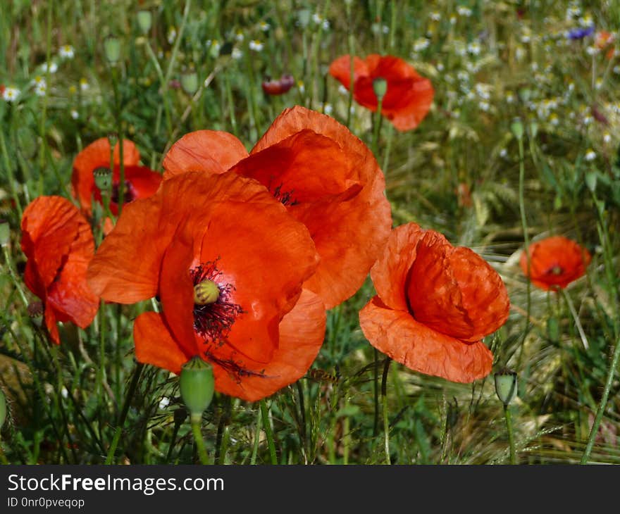 Flower, Wildflower, Poppy, Coquelicot