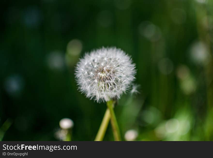 Flower, Dandelion, Flora, Close Up