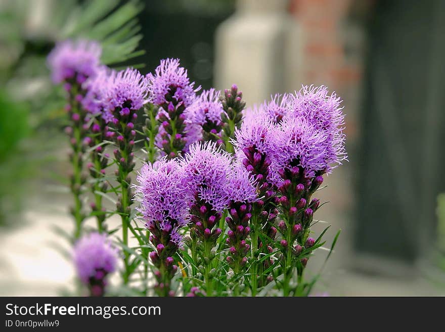 Plant, Flower, Pink, Purple