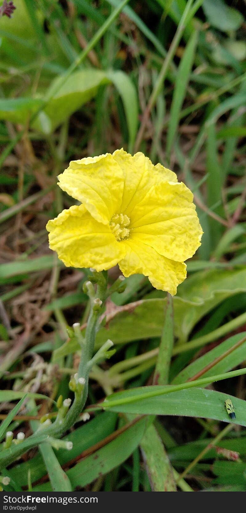 Flower, Flora, Evening Primrose, Plant