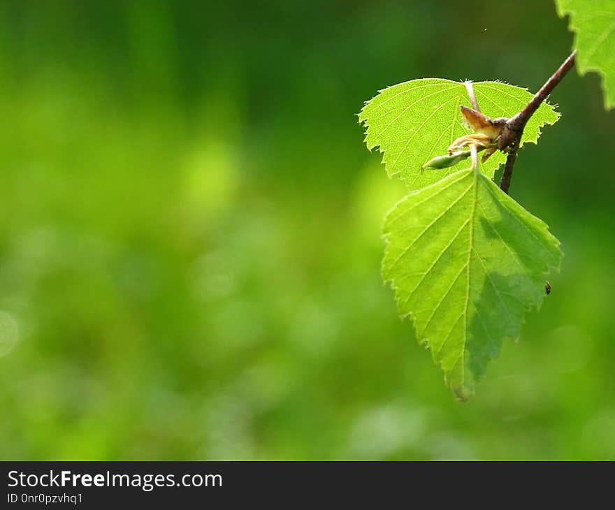 Leaf, Vegetation, Branch, Deciduous