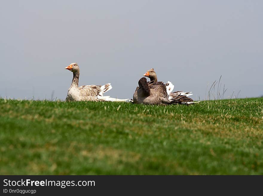 Fauna, Bird, Ecosystem, Grassland