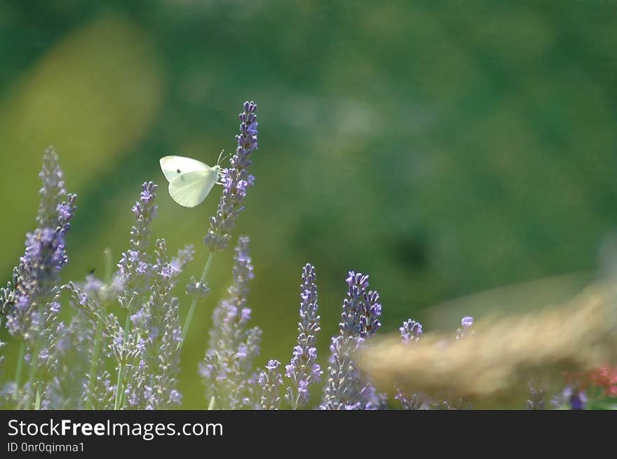 Water, Flower, Lavender, English Lavender