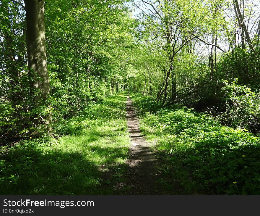 Vegetation, Woodland, Ecosystem, Path