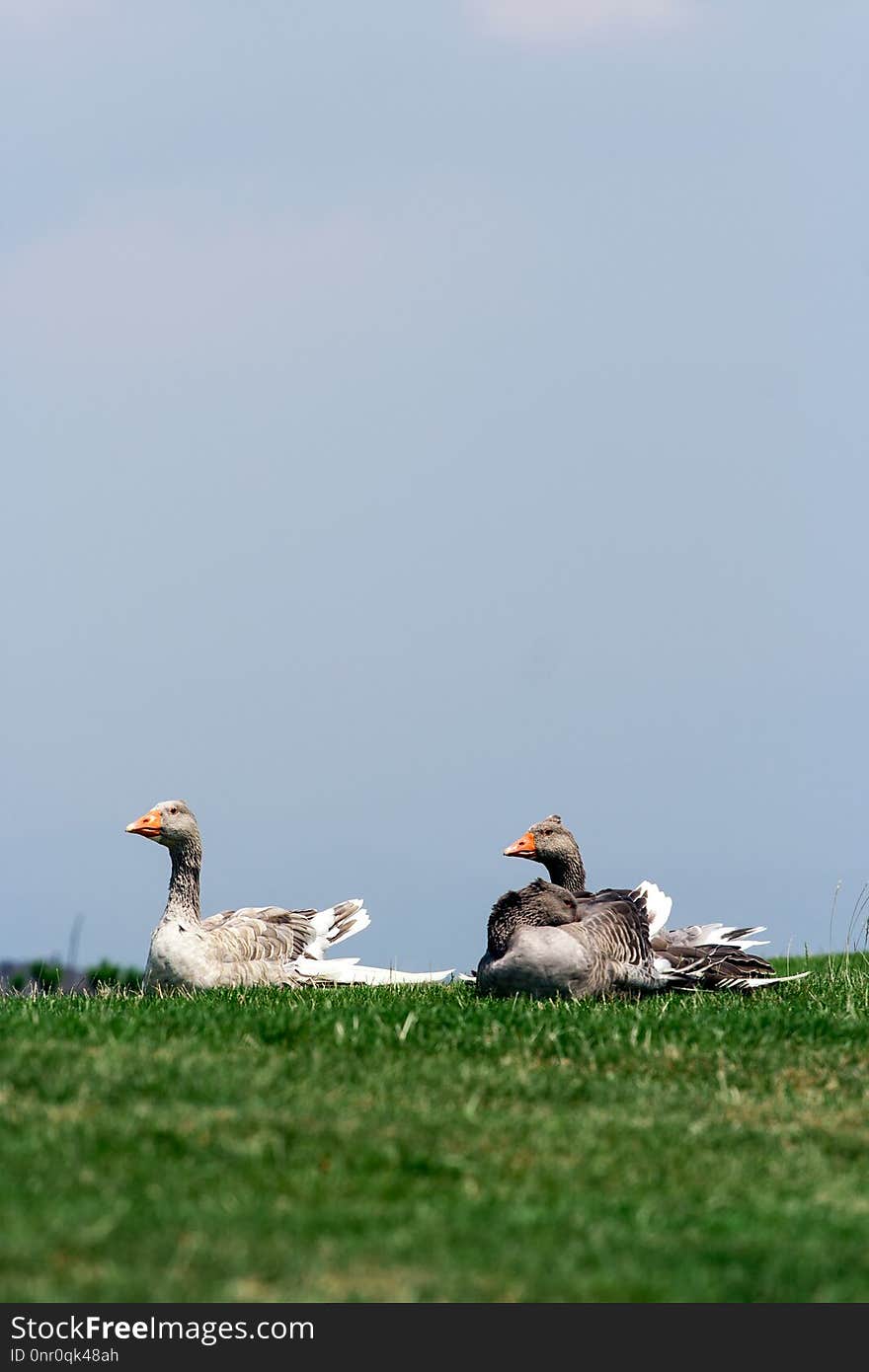 Bird, Ecosystem, Water Bird, Fauna