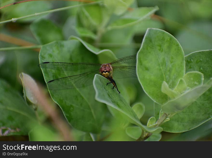 Insect, Leaf, Pest, Organism