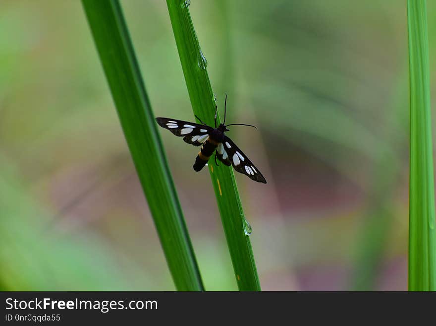 Insect, Damselfly, Invertebrate, Dragonfly