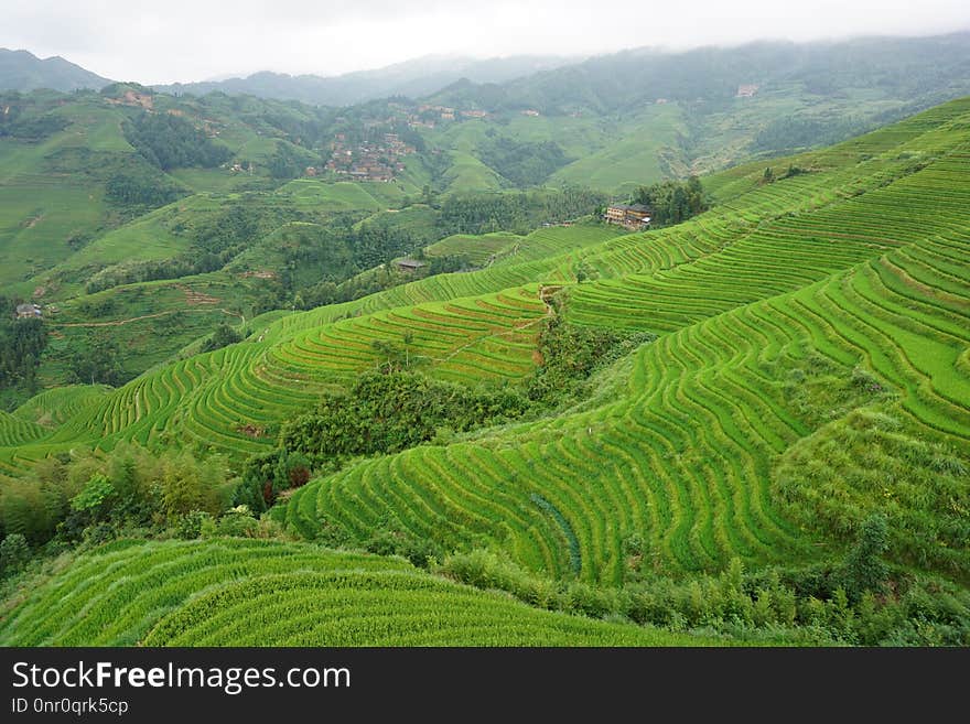 Highland, Vegetation, Terrace, Hill Station