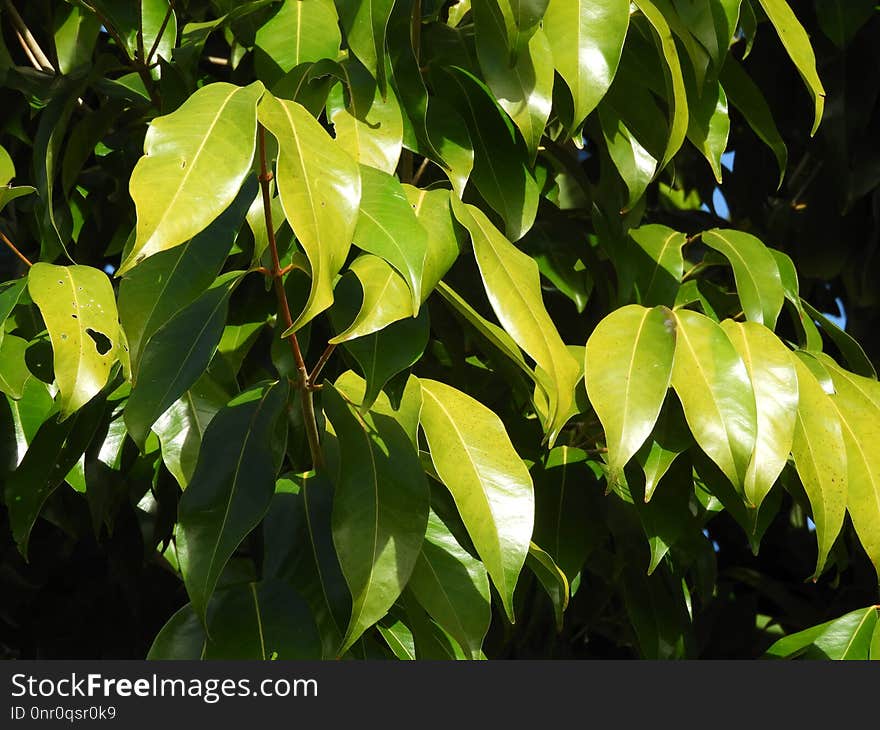 Leaf, Plant, Vegetation, Tree