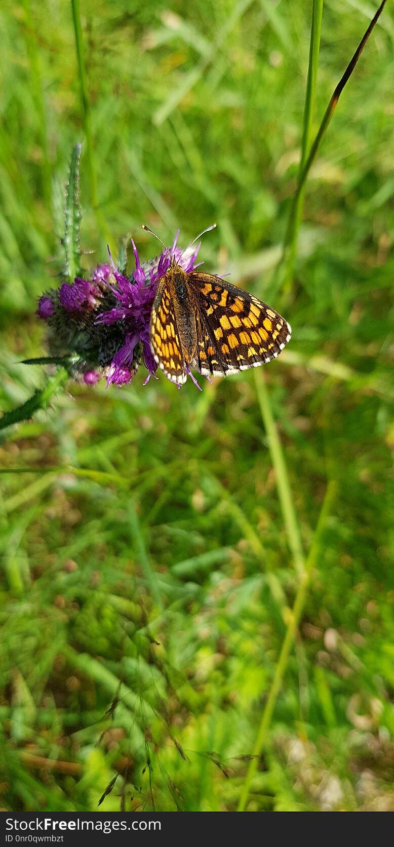 Butterfly, Moths And Butterflies, Brush Footed Butterfly, Insect