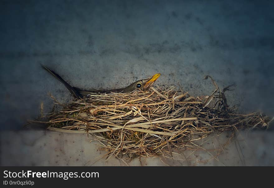 Fauna, Bird, Bird Nest, Nest