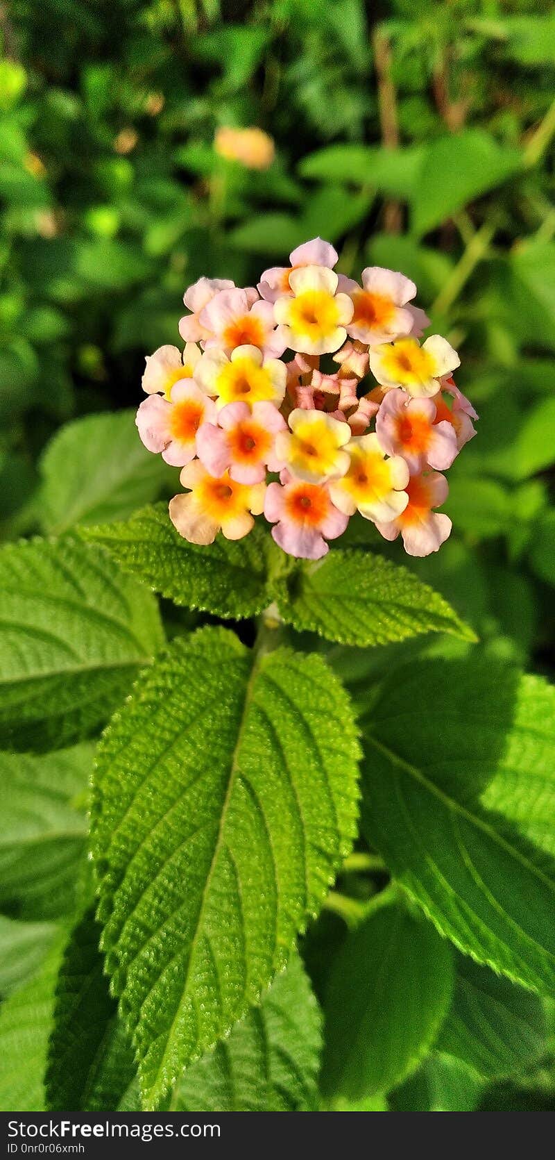 Flower, Flowering Plant, Lantana Camara, Plant