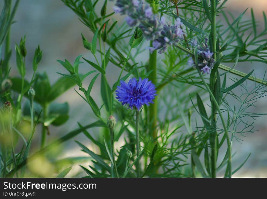 Flower, Plant, Flora, Grass