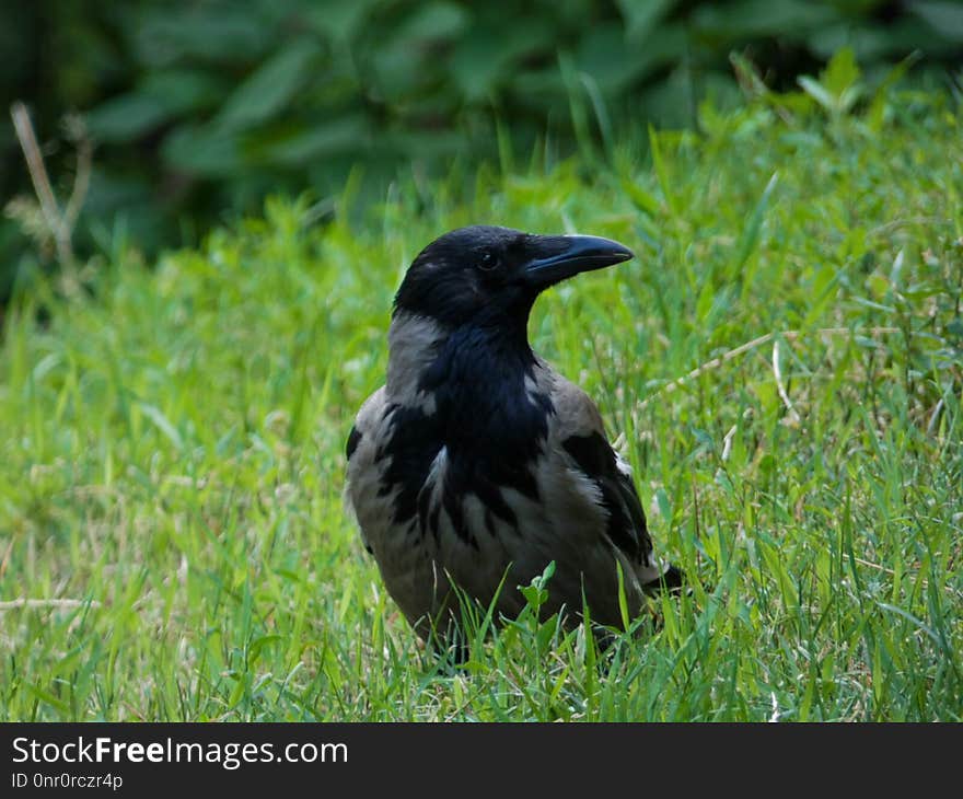 Bird, Fauna, Crow Like Bird, Crow