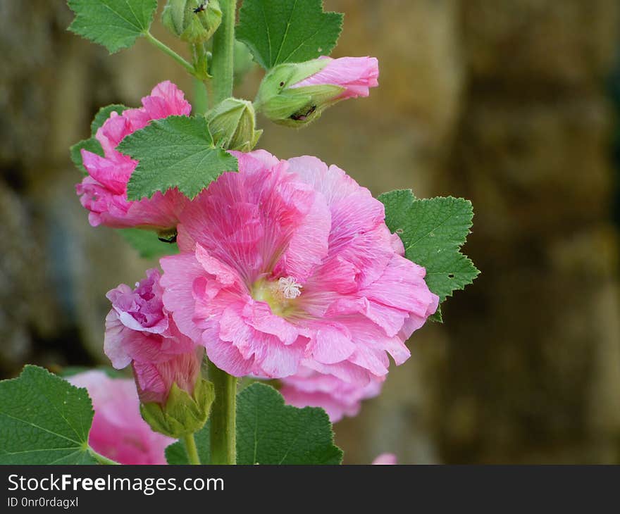 Flower, Plant, Flowering Plant, Hollyhocks