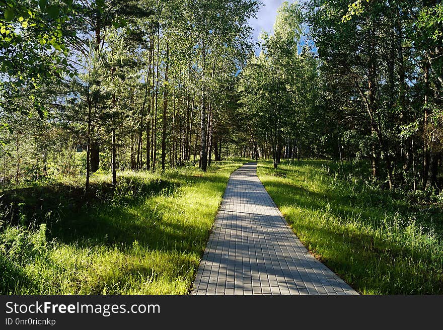 Path, Nature, Ecosystem, Nature Reserve