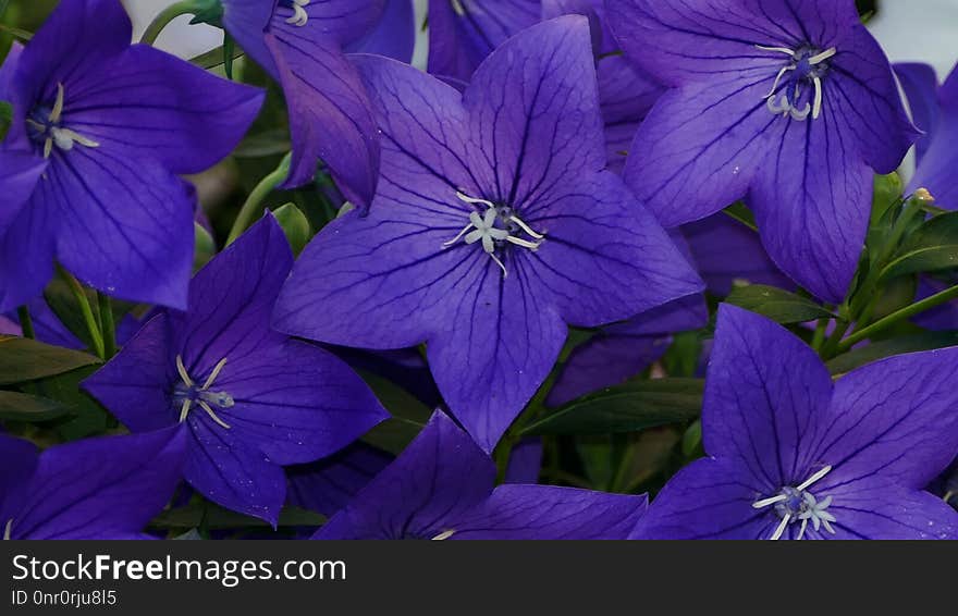 Flower, Blue, Violet, Purple