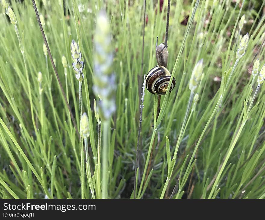 Grass, Grass Family, Plant, Flora