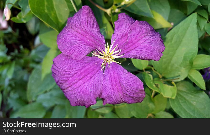 Flower, Flora, Plant, Purple