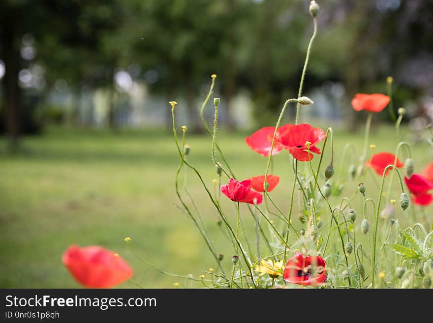 Flower, Wildflower, Ecosystem, Meadow