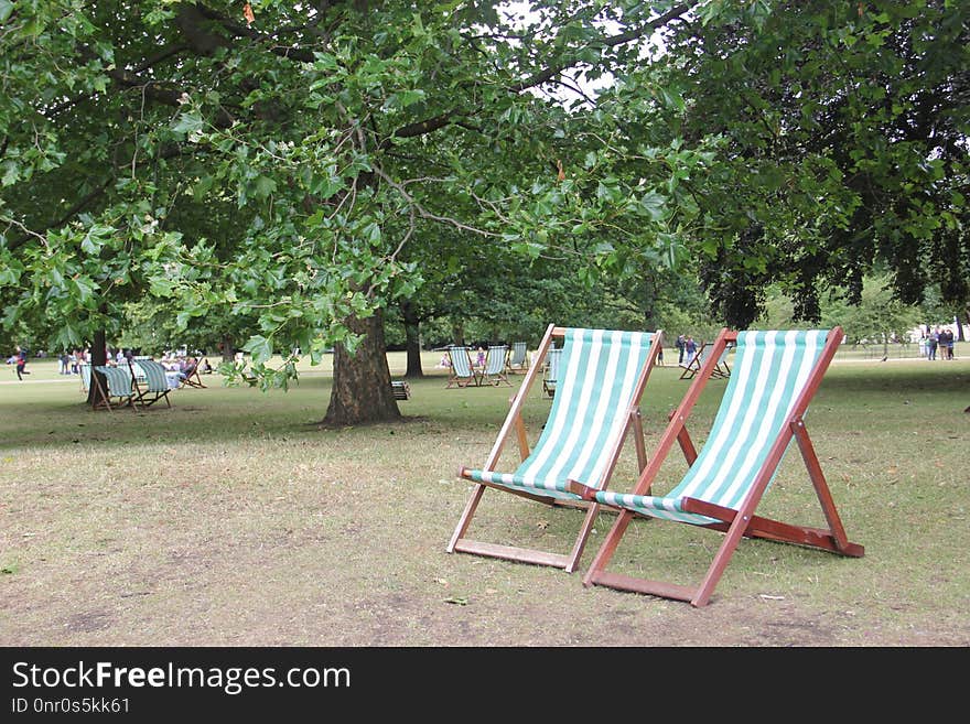 Public Space, Tree, Leisure, Park