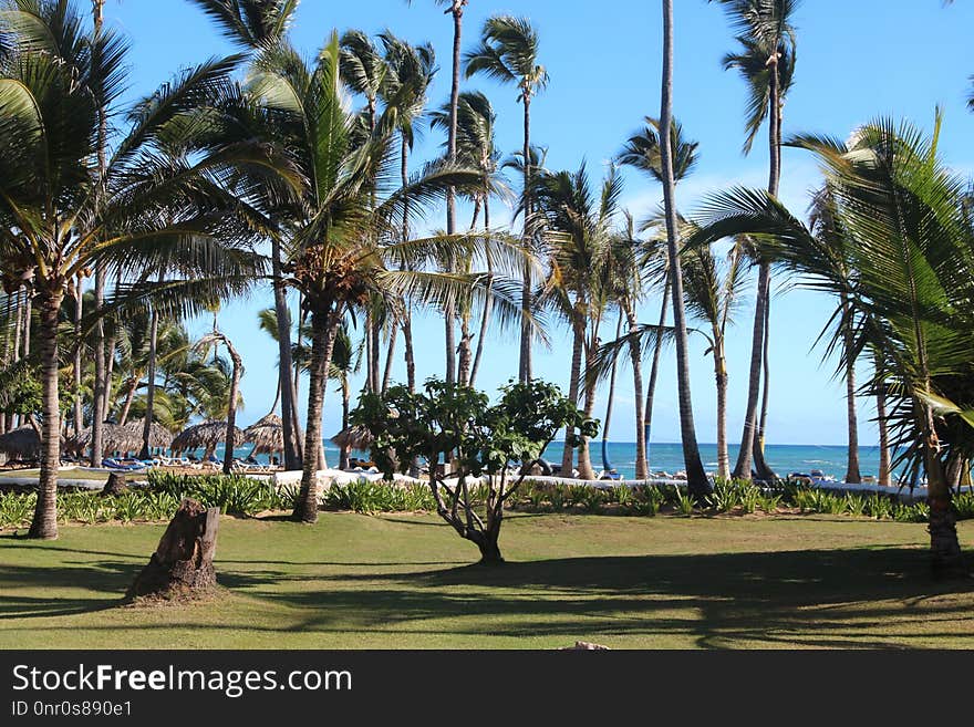 Tree, Palm Tree, Plant, Arecales