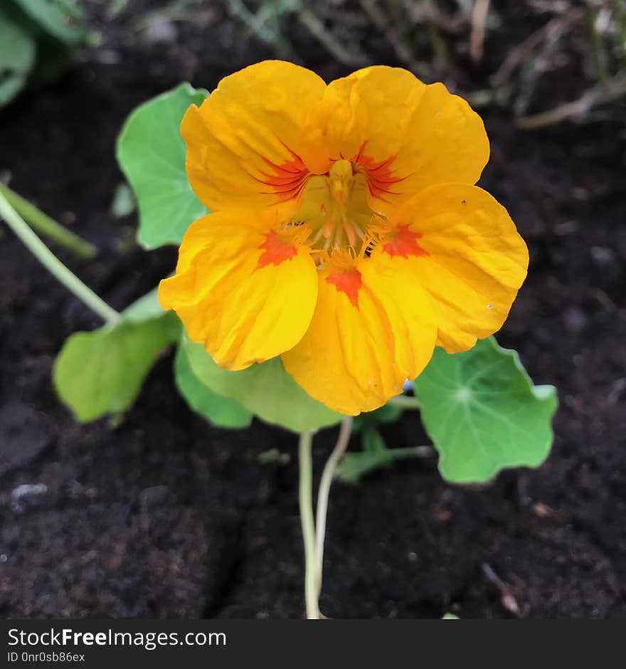 Flower, Yellow, Plant, Flora