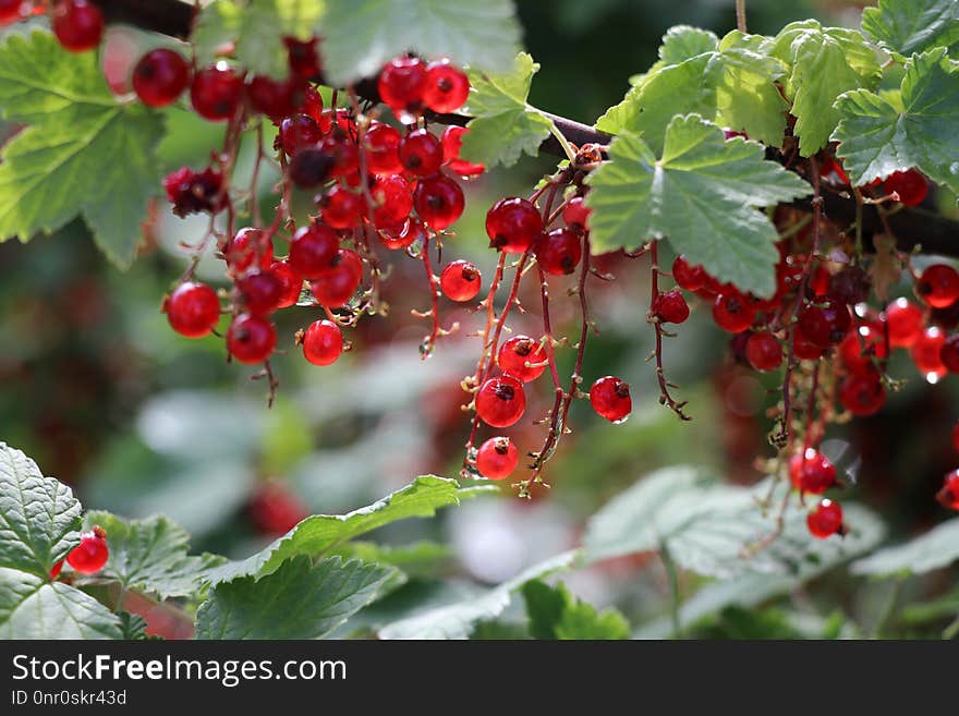 Berry, Currant, Fruit, Plant