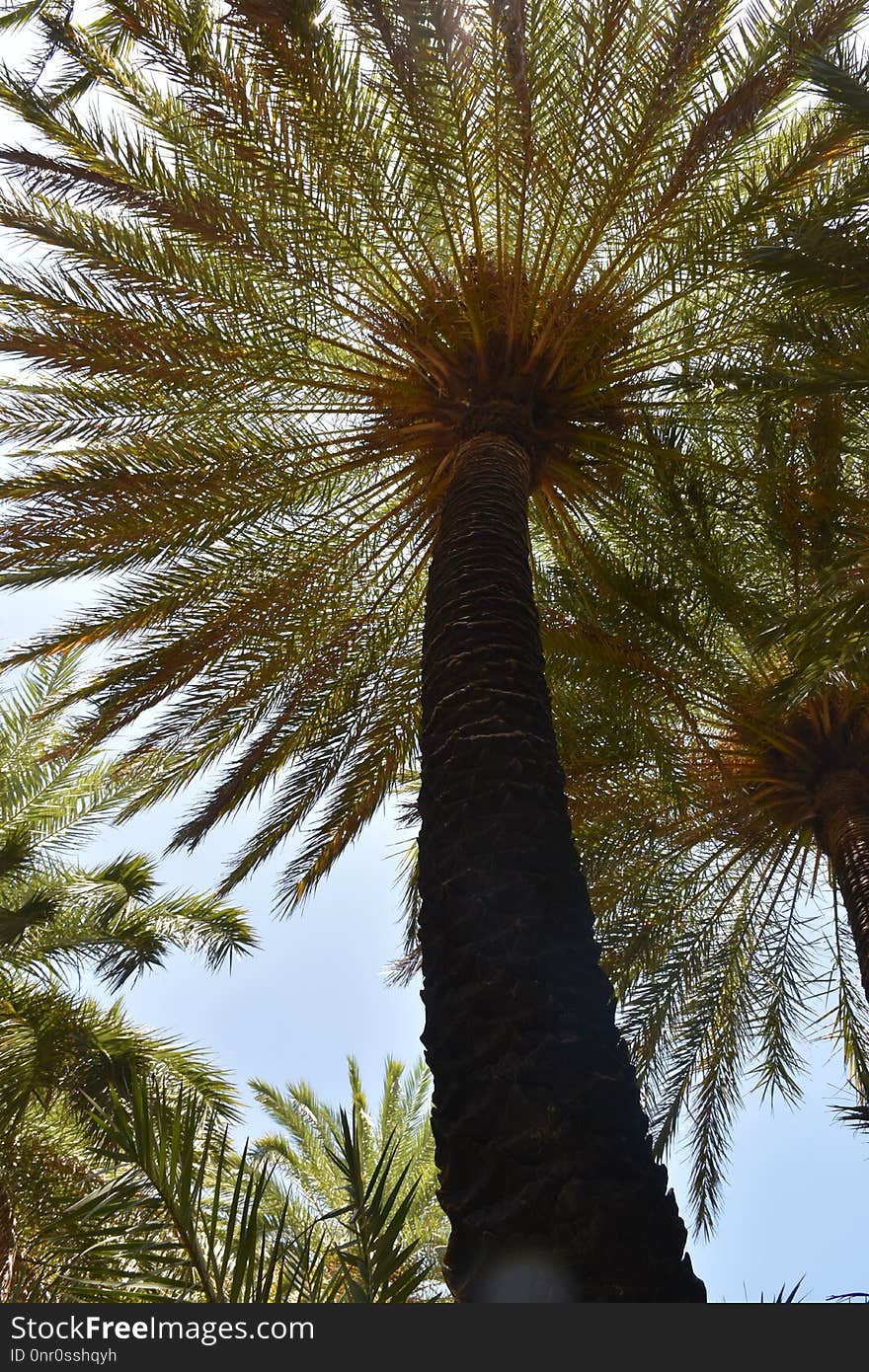 Date Palm, Tree, Vegetation, Sky